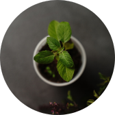 Papatta and Tulsi to reduce difficulty in breathing