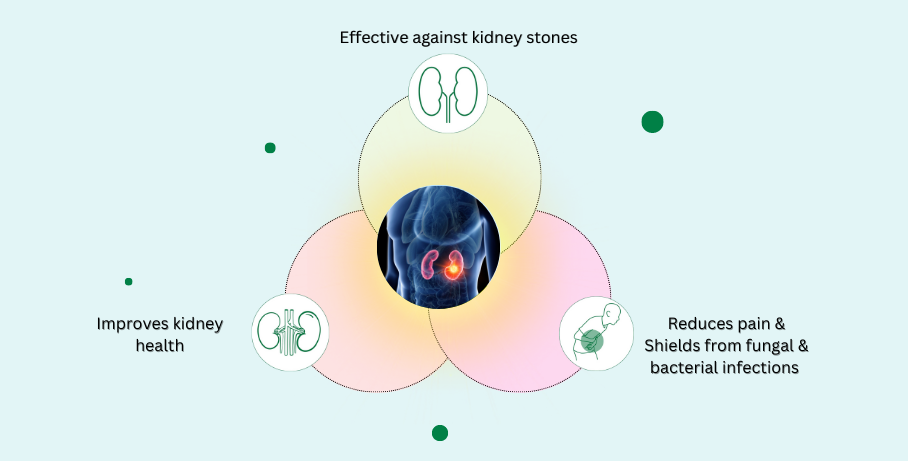 The Ayurvedic medicine for kidney stones